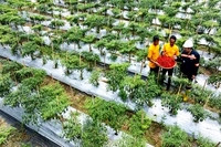 UMKM dan Lembaga Keuangan Mikro Syariah di Riau Diperkuat untuk Bangun Ekonomi Hijau