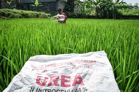 Petani Terjepit Akibat Tekanan Rupiah Melemah dan Ancaman El Nino, 'Jadi Terancam Gagal Panen'