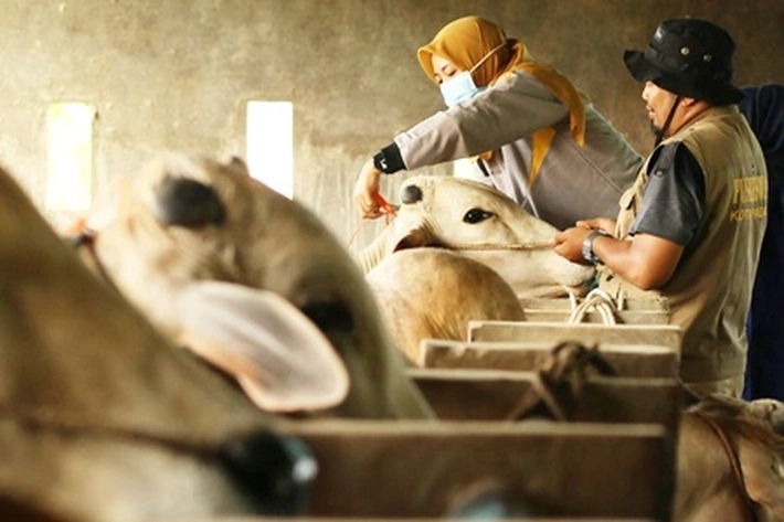 Jumlah Kebutuhan Hewan Kurban di Riau Diprediksi Naik Capai 52 Ribu Ekor