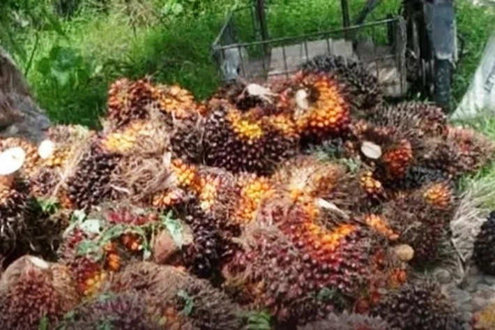 Disbun Riau Wanti-wanti Pabrik Agar Tidak Turunkan Harga Sawit Sepihak
