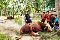 Sapi 950 Kilogram dari Presiden Prabowo untuk Warga Dumai akan Disembelih