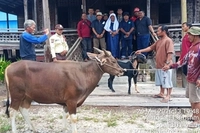 PT Arara Abadi Salurkan 58 Hewan Qurban di Iduladha 1447 Hijriyah
