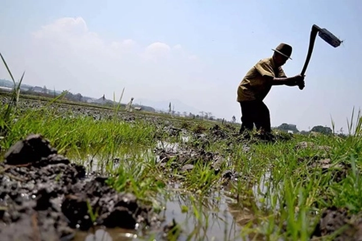 Petani Mulai Keluhkan Cuaca Memasuki Musim Kemarau, Apakah Indonesia Kena Gelombang Panas?