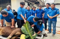 Partai Demokrat Sembelih 85 Sapi dan 4 Kambing di Idul Adha 1447 Hijriyah