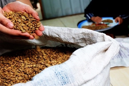 Kopi Liberika dari Kepulauan Meranti Tumbuh Subur di Lahan Gambut yang Miliki Karakteristik Berbeda
