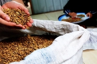 Kopi Liberika dari Kepulauan Meranti Tumbuh Subur di Lahan Gambut yang Miliki Karakteristik Berbeda