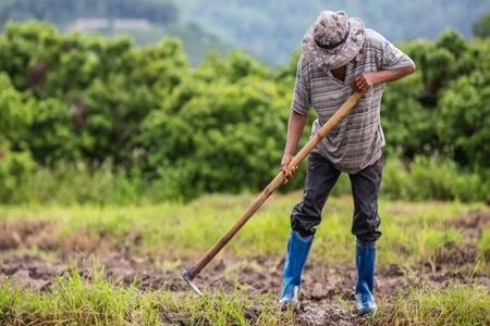 Sebagian Besar Orang Tua yang Berusia 100 Tahun karena Punya Hobi Sama: Berkebun