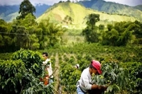 Petani Kopi Gayo Keluhkan Panen Menurun 'Akibat Perubahan Iklim'