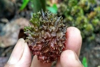 Perusahaan Tunda Beli TBS dari Petani Kecil, Buah Sawit Bisa Terancam Busuk