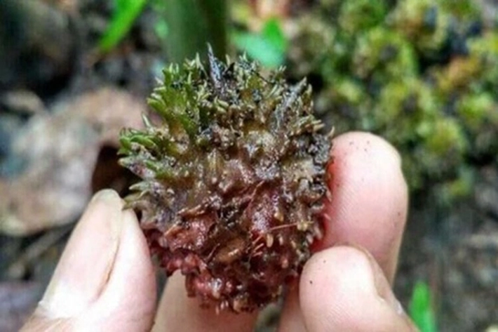 Perusahaan Tunda Beli TBS dari Petani Kecil, Buah Sawit Bisa Terancam Busuk