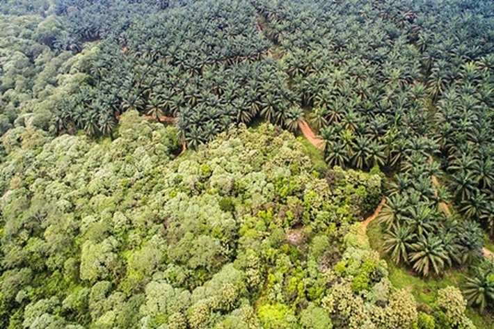 Kebun Sawit Johannes Sitorus Disorot, HMPP Satya Wicaksana: 'Kami Menduga mereka Serobot Kawasan Hutan'