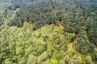 Kebun Sawit Johannes Sitorus Disorot, HMPP Satya Wicaksana: 'Kami Menduga mereka Serobot Kawasan Hutan'