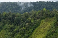 Hari Lingkungan Hidup: 5 Juni jadi Momen untuk Refleksi Kondisi Hutan Indonesia