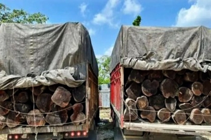 Dua Truk Angkut Kayu Ilegal Disergap Polisi di Pelalawan