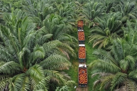 Sejarah PT Tunggal Perkasa Plantations dalam Membangun Kebun Sawit yang Berliku-liku, 'Benarkah Membantu Warga untuk Memperoleh Hak Hidup?'