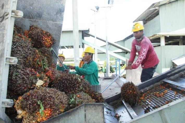 Aktivis Soroti Pabrik Kelapa Sawit karena Masih Banyak Berbagai Masalah Lingkungan dan Sosial