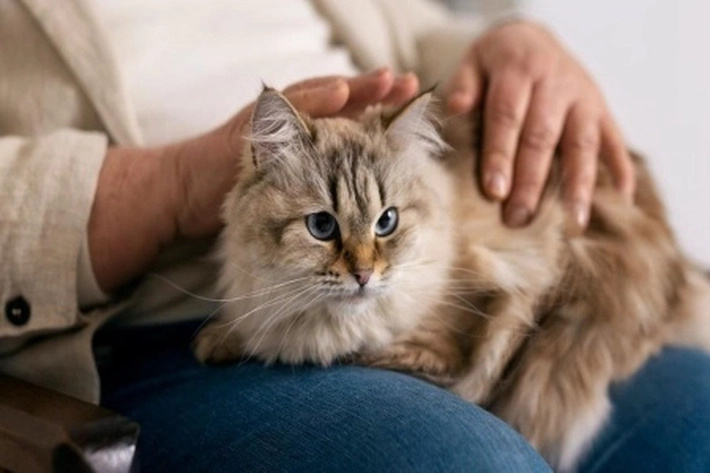 Pelihara Kucing Bisa Bawa Manfaat Kesehatan Bagi Pemiliknya