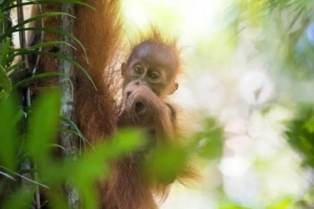 Populasi Orangutan Paling Langka di Dunia 'Lenyap' Sejak Banjir di Sumatera, Ungkap Riset Terbaru