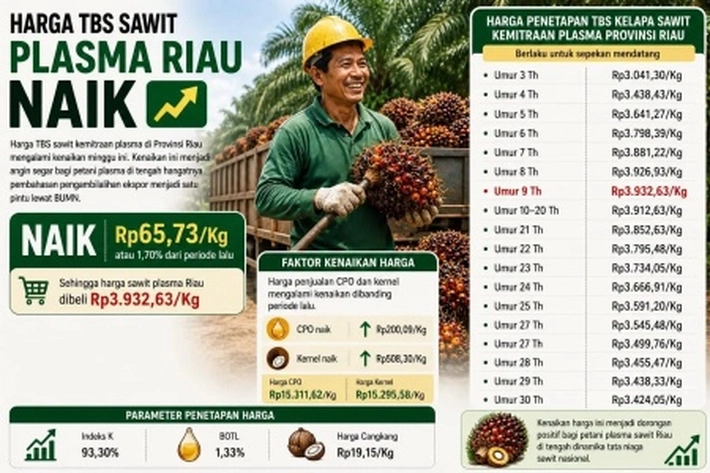 Harga TBS Kelapa Sawit Petani Plasma Riau Terdongkrak karena Terjadinya Penguatan CPO 