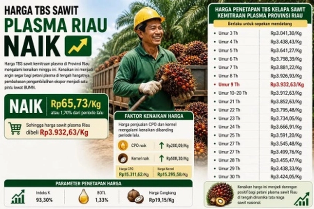 Harga TBS Kelapa Sawit Petani Plasma Riau Terdongkrak karena Terjadinya Penguatan CPO 