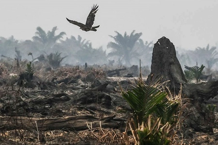 Warga Tetap Saja Terdampak Karhutla Ditepi Area Konsesi Sawit, 'Buat Dada Terasa Panas Saat Menghirup Udara'