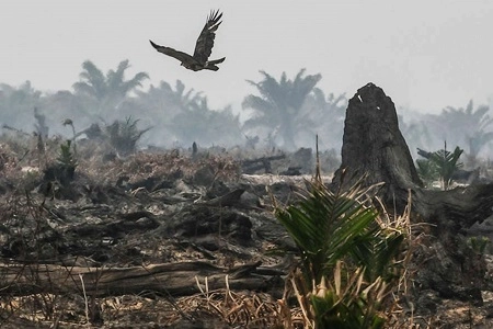 Warga Tetap Saja Terdampak Karhutla Ditepi Area Konsesi Sawit, 'Buat Dada Terasa Panas Saat Menghirup Udara'