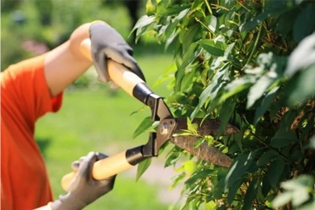 Mungkin Benar Sebagian Besar Orang dengan Berkebun Bisa Hidup Sampai Usia 100 Tahun