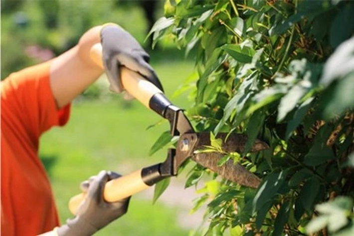 Mungkin Benar Sebagian Besar Orang dengan Berkebun Bisa Hidup Sampai Usia 100 Tahun