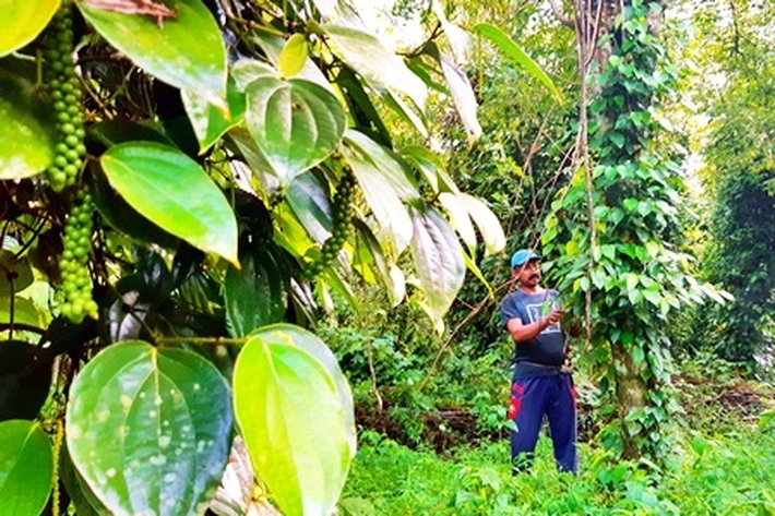 Riau Jadi Contoh Nasional dalam Program Perhutanan Sosial, Dirjend Catur Endah Prasetiani: Bisa Dorong Ekonomi Masyarakat Sekitar Hutan