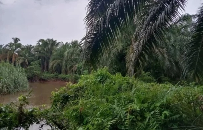 HMI Minta Polda Riau Lakukan Penyidikan Status Tersangka PT Musim Mas, Humas Malinton Purba 'Bungkam'