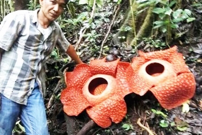 Joni Hartono Merawat Bunga Rafflesia Arnoldii di Sumatra Barat yang Dipenuhi Awan Gelap Saat Ditemui