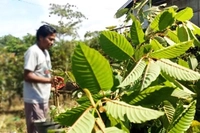 Kratom Tanaman Satu Keluarga dengan Kopi Atau Terlarang?