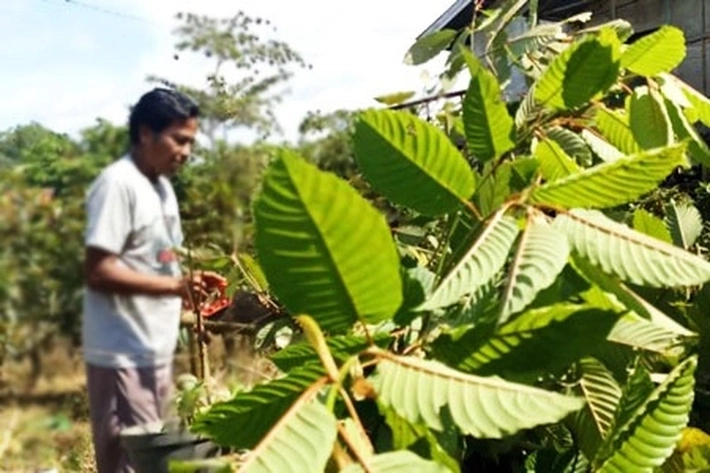 Kratom Tanaman Satu Keluarga dengan Kopi Atau Terlarang?