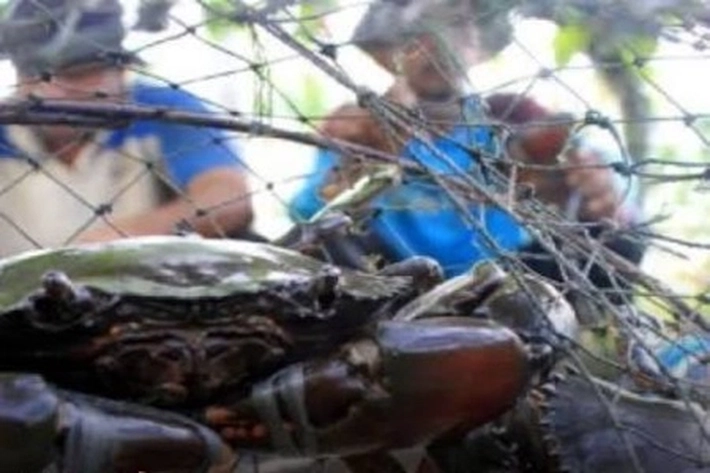 Mengapa Kepiting Bakau Minim Perhatian dalam Kehidupan Warga Lingga?