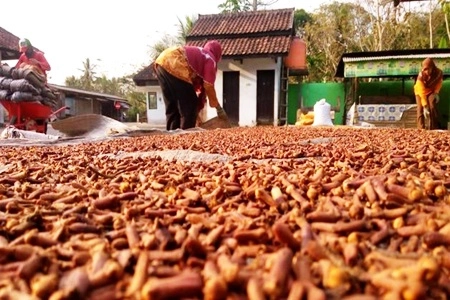Petani Cengkih di Natuna Minta Dukungan Pemerintah untuk Tingkatkan Produksi karena Miliki Potensi Besar