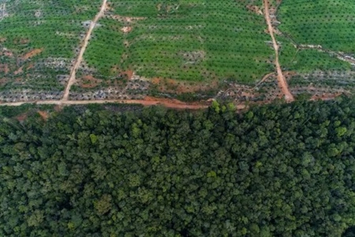 Pemerintah Belum Umumkan Perpanjangan Atau Menyudahi Moratorium Kelapa Sawit