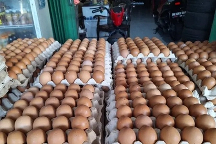 Peternak di Berbagai Daerah Menjerit Akibat Merosotnya Harga Telur, 'mereka Juga Gelar Aksi Protes Terhadap Anjloknya Harga Ayam Hidup'
