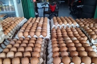 Peternak di Berbagai Daerah Menjerit Akibat Merosotnya Harga Telur, 'mereka Juga Gelar Aksi Protes Terhadap Anjloknya Harga Ayam Hidup'