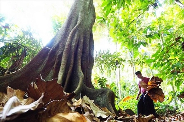 Menhut Raja Juli Antoni Sebut Hutan Adat dan Perhutanan Sosial Masuk Skema Perdagangan Karbon