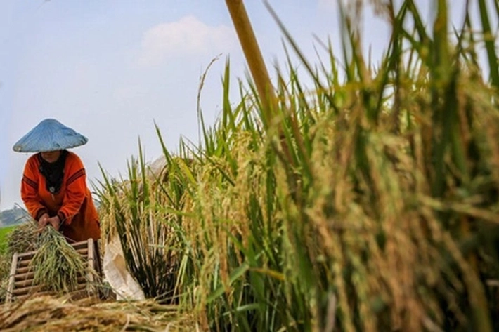 Tim Pengendalian Inflasi Daerah Riau Perkuat Ketahanan Pangan
