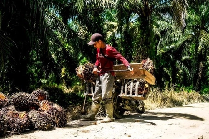 PT Agrinas Palma Nusantara Ubah Pola Kemitraan Perkebunan Sawit Rakyat