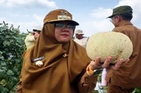 Petani Siak Ubah Lahan Gambut Jadi Sentra Hortikultura Produktif