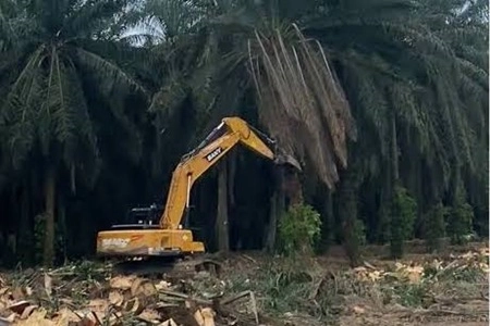 Penertiban Kebun Sawit dalam Kawasan Hutan Riau Jangan Tumbalkankan Petani
