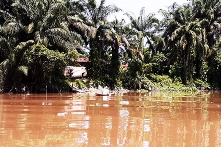 Sungai Banyak Alami Penyusutan Perlahan dari Pengelolaan Kebun Sawit, 'Bahkan ada yang Sampai Hilang di Dalam Konsesi'