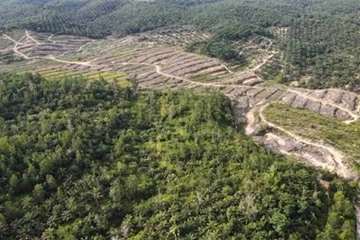Capaian Penertiban Kawasan Hutan yang Banyak 'Ditongkrongi Pencuri dan Penyerobot' di TNTN Signifikan, Kapan akan Dilakukan Pemulihan?