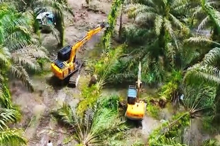 Taman Nasional Tesso Nilo 'Hancur Berantakan', Prof Yanto Santosa: Secara Umum Tanggungjawab KLHK dan Kepala Daerah