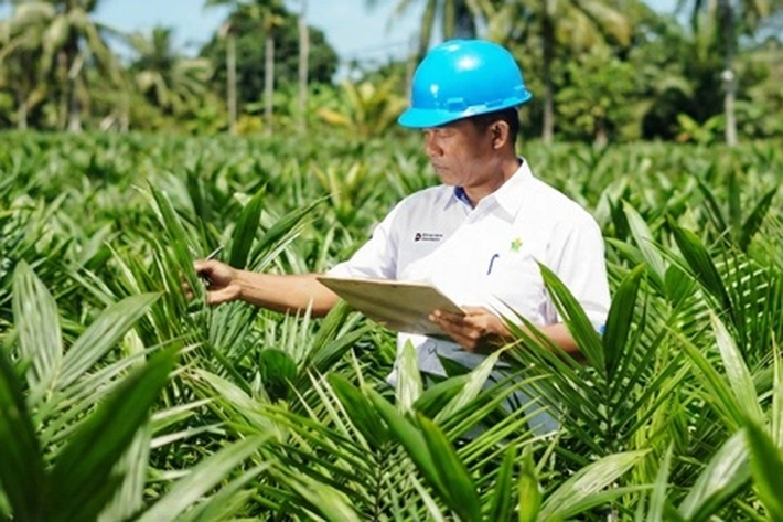 PTPN IV PalmCo Remajakan Sawit Petani di Riau untuk Perkuat Implementasi Program B50