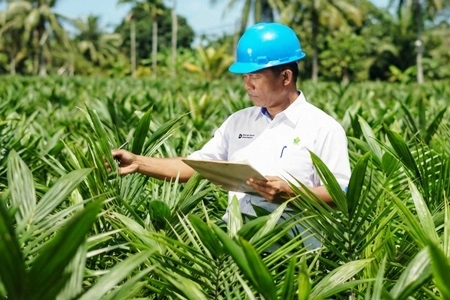 PTPN IV PalmCo Remajakan Sawit Petani di Riau untuk Perkuat Implementasi Program B50