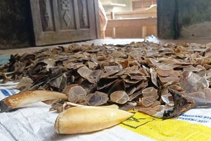 Satwa Lindung dan Langka Terus jadi Sasaran Perdagangan Ilegal