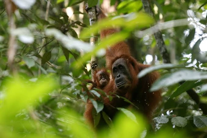 Ragam Flora dan Fauna TNBT Antara Perbatasan Jambi dan Riau